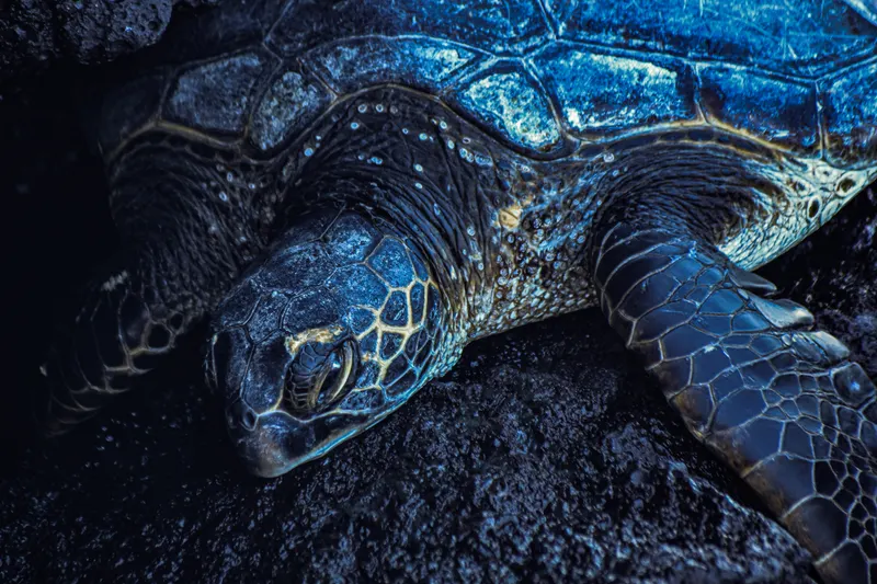 Turtle